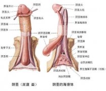 血尿是怎么回事？要怎么治疗？